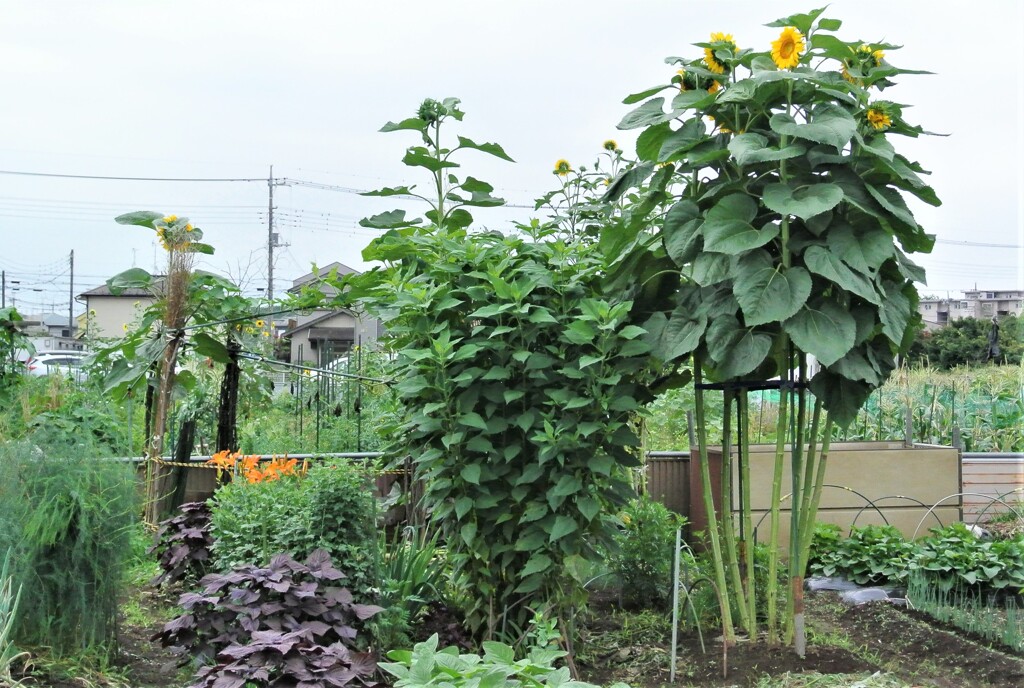 菜園・ゴミ箱堆肥場周辺