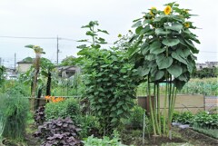 菜園・ゴミ箱堆肥場周辺