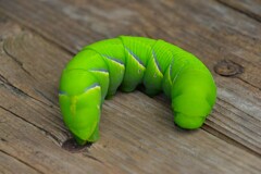 菜園・クロメンガタスズメの幼虫