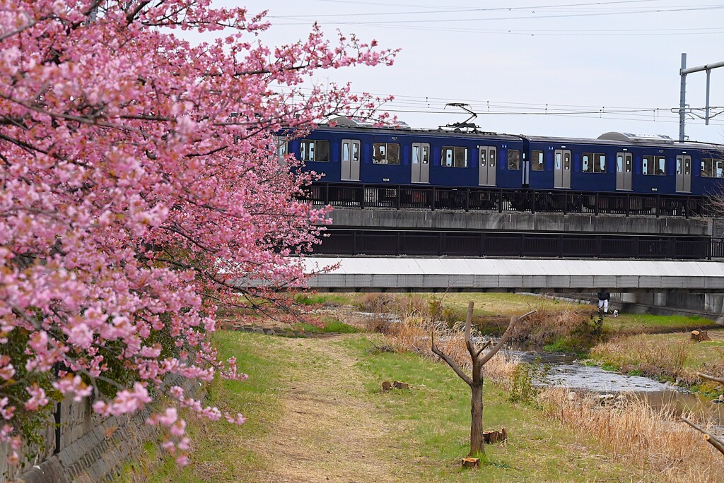 K川上流域・河津桜と西武6000系