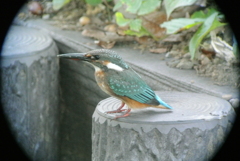 用水路に帰ってきたカワセミ♀若（A）