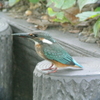 用水路に帰ってきたカワセミ♀若（A）