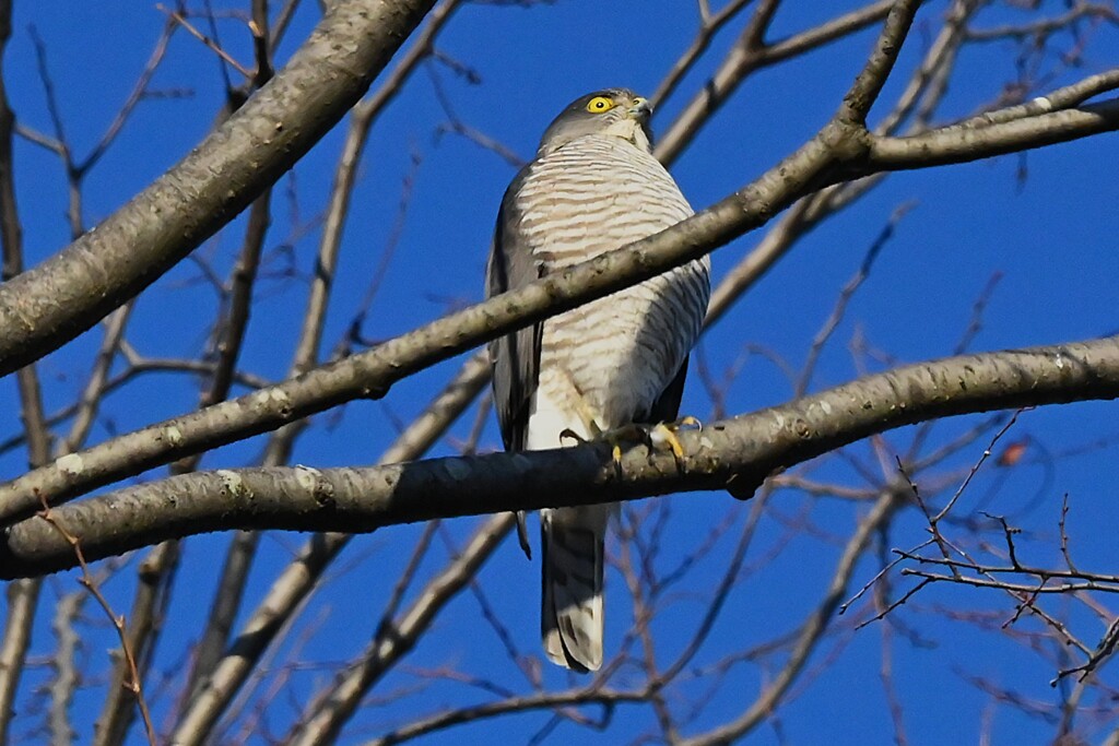 用水路・高いケヤキの上にツミ♀