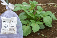 ジャガイモ・ダンシャク