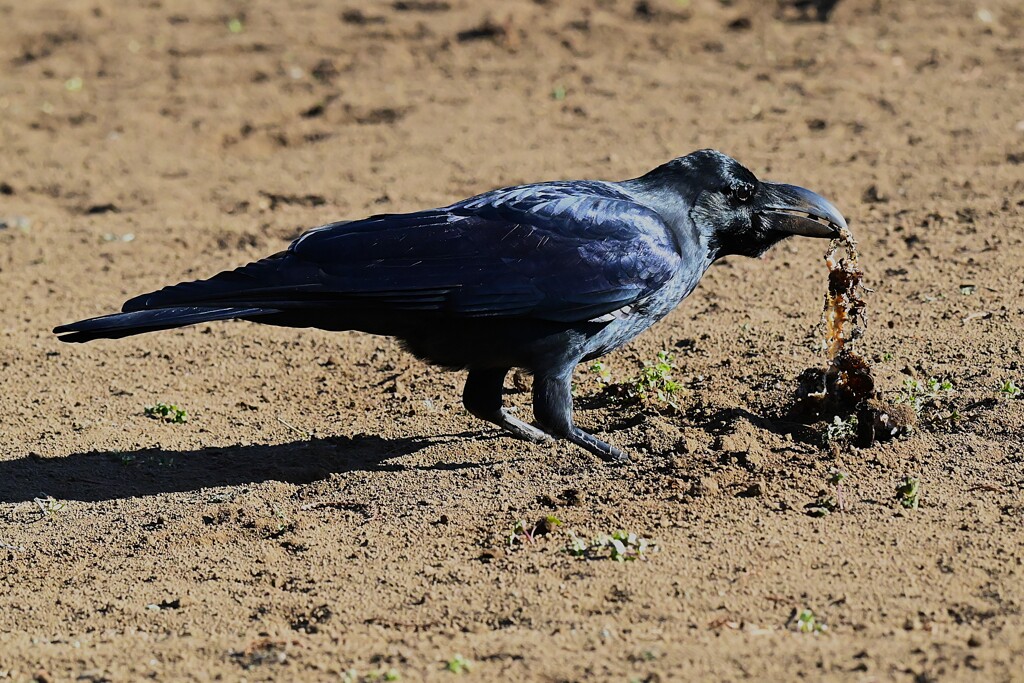 K川・食事中のハシブトガラス