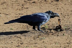 K川・食事中のハシブトガラス