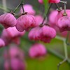 色付き始めたマユミの実