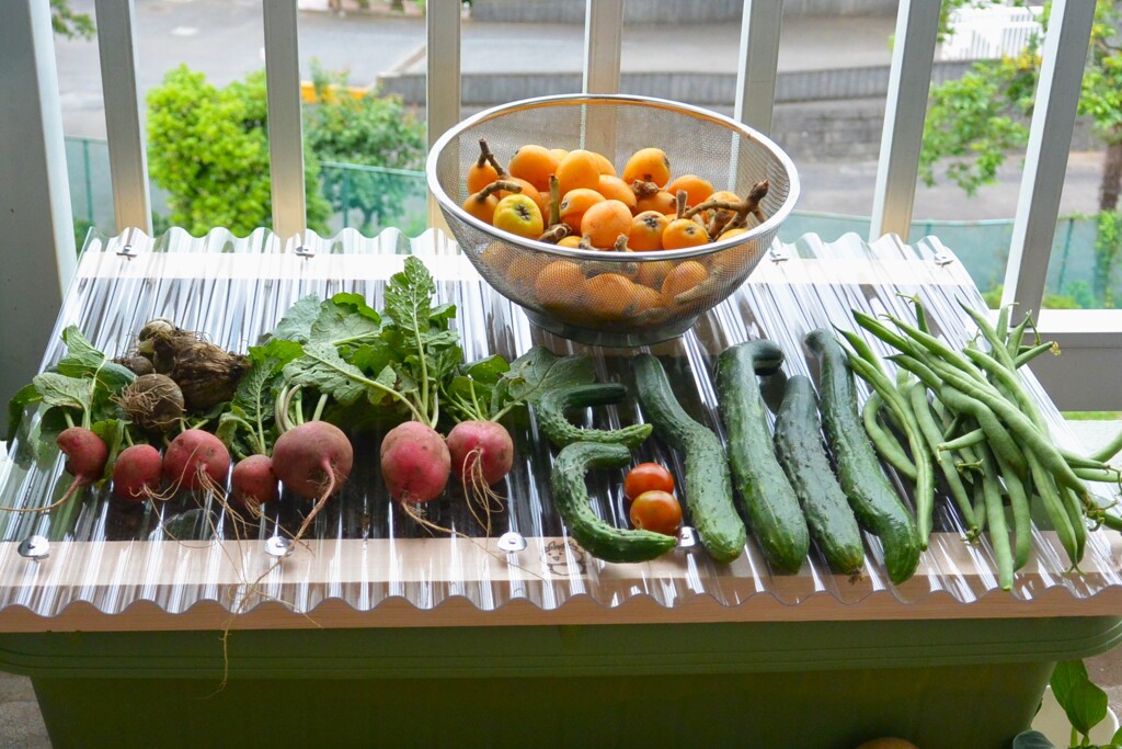 菜園・ミニトマト2個だけ初採り