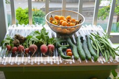 菜園・ミニトマト2個だけ初採り