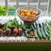 菜園・ミニトマト2個だけ初採り