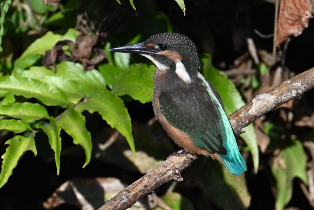 用水路・カワセミひなへの給餌（用水路で初見初撮り）