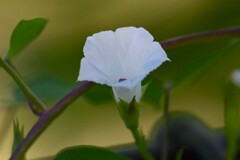 K川沿道・マメアサガオ