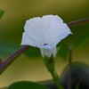 K川沿道・マメアサガオ