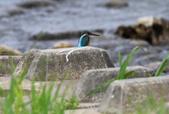 K川上流域・カワセミ♂静かに佇む・・