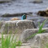 K川上流域・カワセミ♂静かに佇む・・
