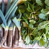 菜園・シモニタネギ、まだ間引きホウレンソウ
