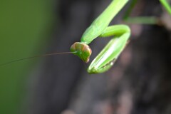 用水路・オオカマキリ若