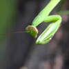 用水路・オオカマキリ若