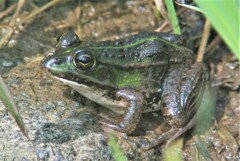 トウキョウダルマガエル