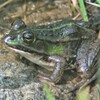 トウキョウダルマガエル