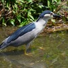 K川・ゴイサギ