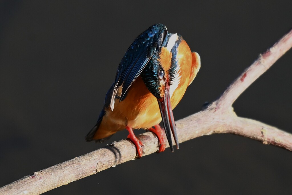 K川上流域・二羽目の♀ 