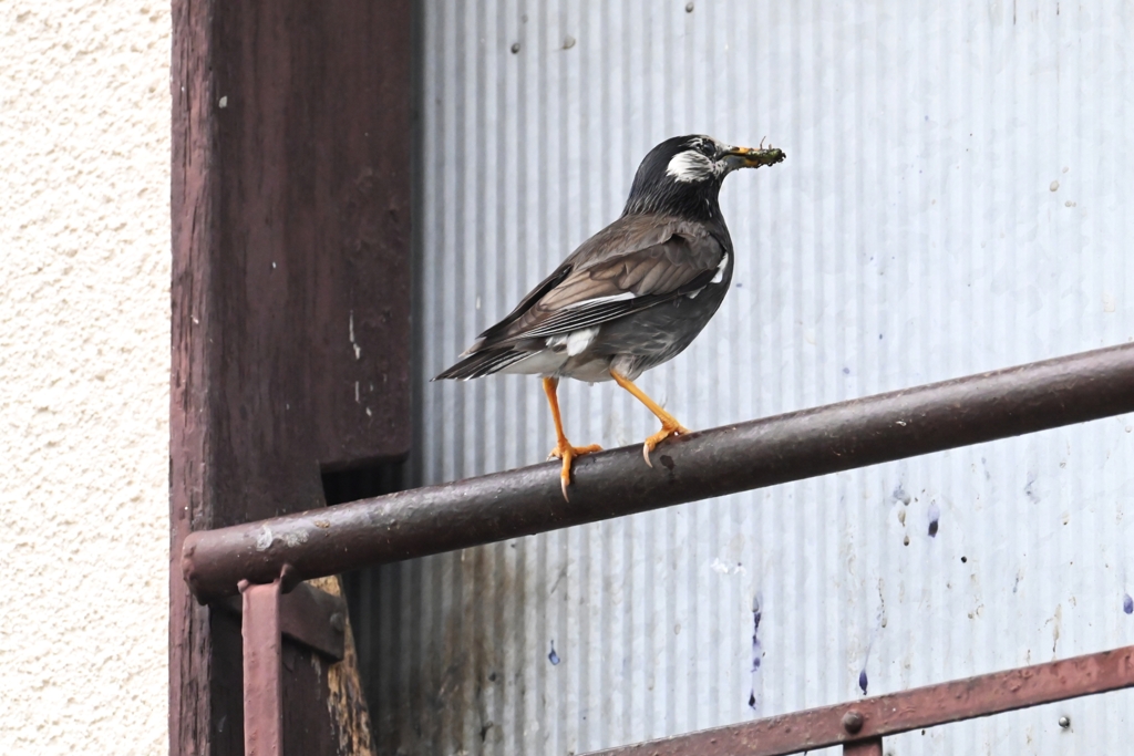 ムクドリ・虫の給餌