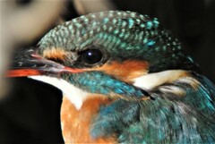 用水路のカワセミ♀若 ..