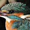 用水路のカワセミ♀若 ..