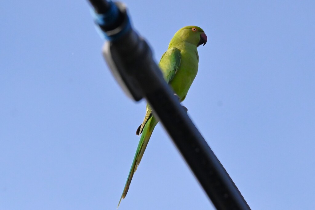 用水路・ワカケホンセイインコ