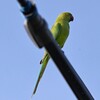 用水路・ワカケホンセイインコ