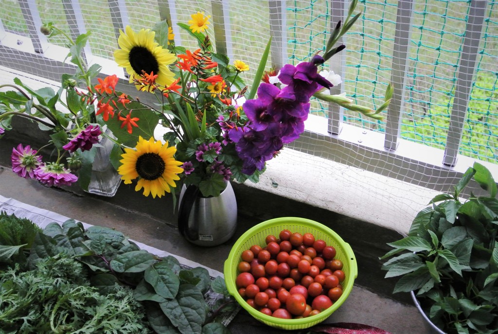 7月6日の収穫 ..