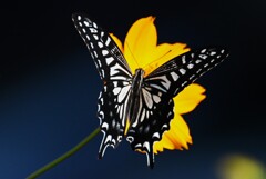 近所の花壇・キバナコスモスにアゲハチョウ