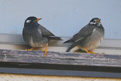 K川下流域・戸袋前で子育ての相談をするムクドリ