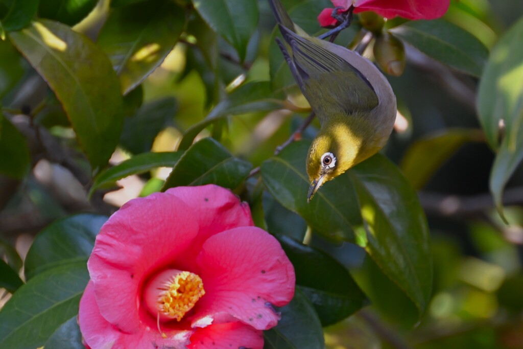 3月8日 (K川沿道・メジロ)
