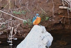 K川・カワセミ♂食事後