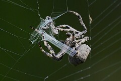 用水路・オニグモ獲物捕獲シーン (糸で巻き始める)