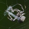 用水路・オニグモ獲物捕獲シーン (糸で巻き始める)