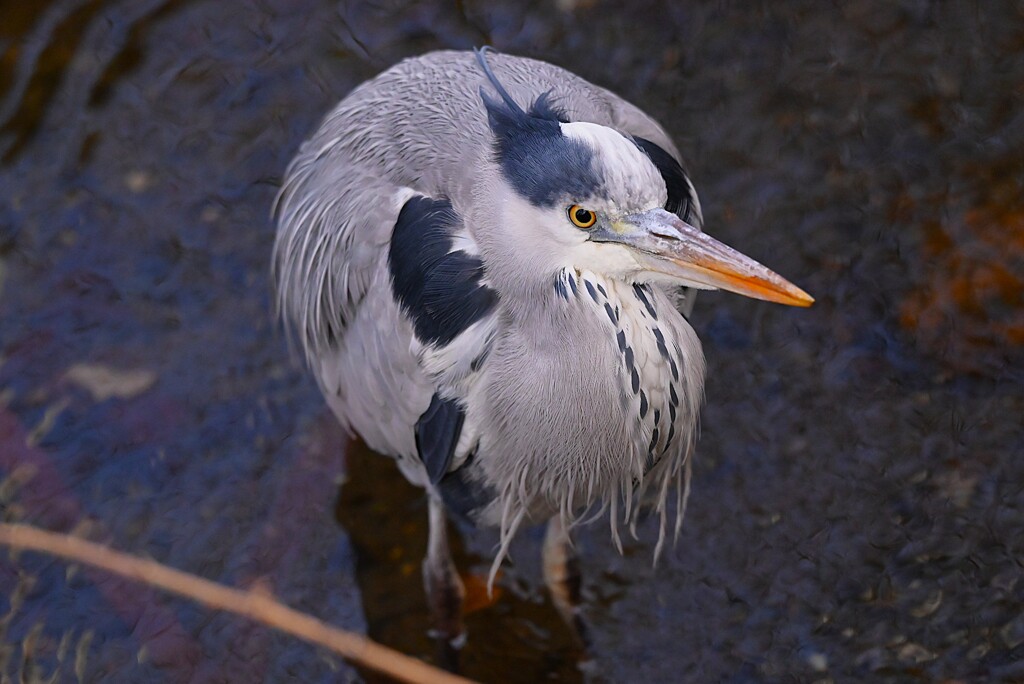 用水路・真ん丸アオサギ