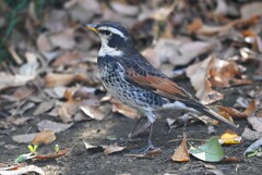 都内公園・ツグミ