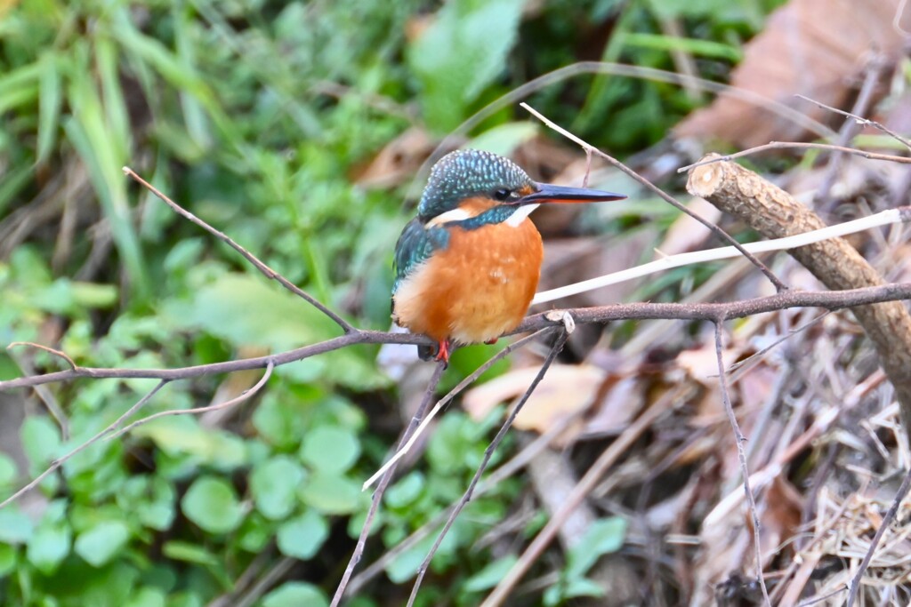 都内公園・カワセミ♀.