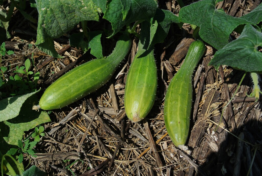 菜園・地ばいキュウリ３兄弟