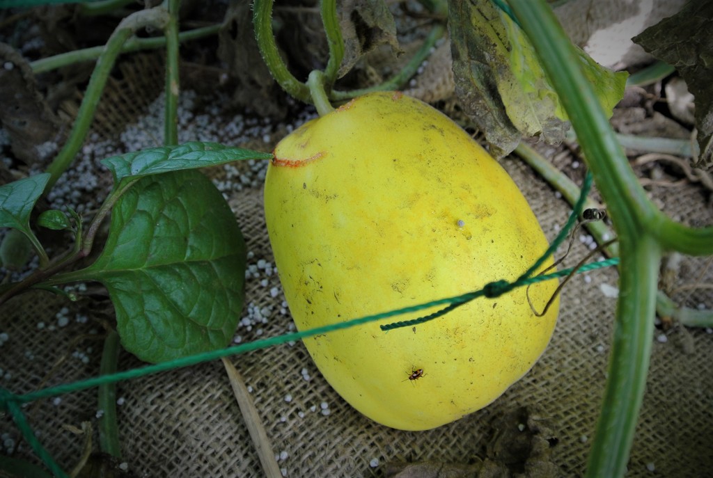 一番生りのマクワウリ