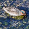 K川・コガモ♂採餌中
