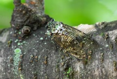 K川沿道・サクラの木にミンミンゼミ