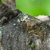 K川沿道・サクラの木にミンミンゼミ