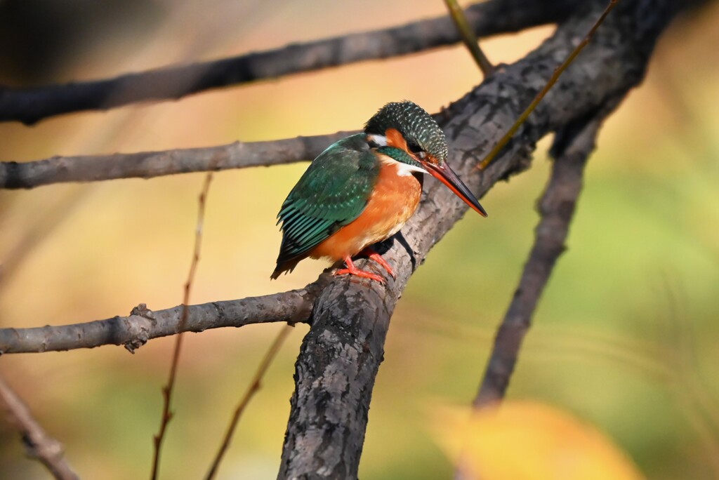 K川中流域・バトル中のカワセミ♀若