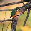 K川中流域・バトル中のカワセミ♀若