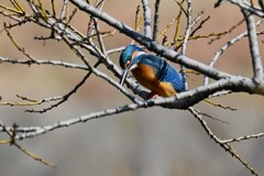 K川・中流域のカワセミ♂ 