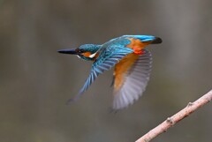 K川上流域・カワセミ♂飛び出し